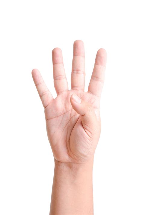 A finger is a prominent digit on the forelimbs of most tetrapod vertebrate animals, especially those with prehensile extremities (i.e. hands) such as humans and primates.Most tetrapods have five digits (pentadactyly), and short digits (i.e. significantly shorter than the metacarpal/metatarsals) are typically referred to as toes, while those that are notably elongated are called fingers. 